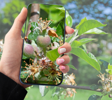 Aplicativo para identificar plantas