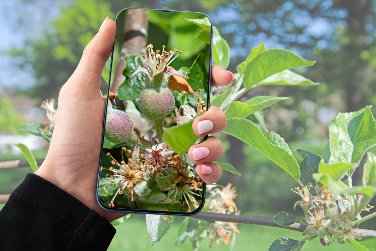 Aplicativo para identificar plantas